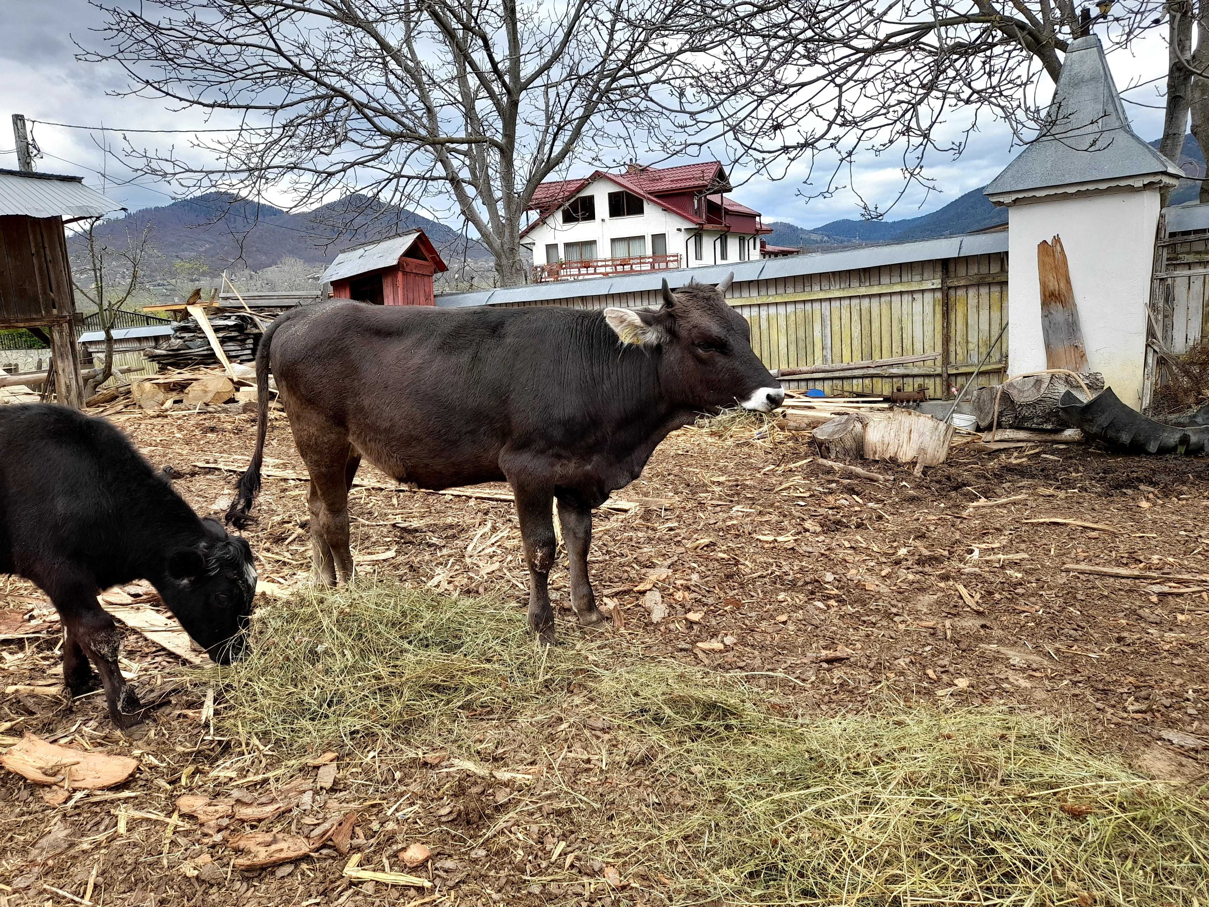 Vaca cu lapte si trei vitei