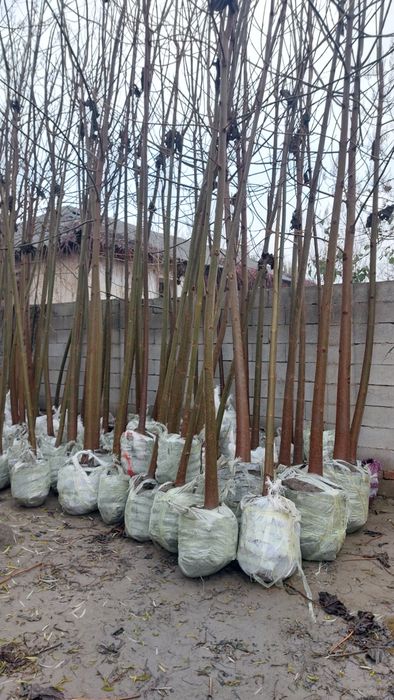 Павловния икки йиллик 2000дона.
2 йиллик б иккиаландлиги 6-10метр.
Таг