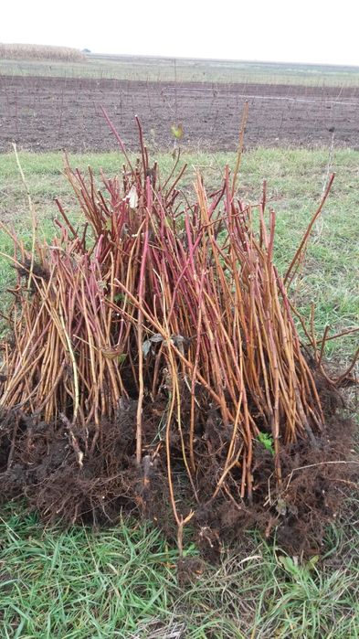 Puieți/stoloni zmeură Polca
