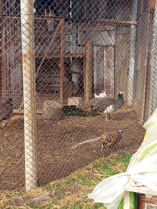 Холандска гащата,фазани,пауни,якалии  и мандаринки
Фазани чарвено-злат