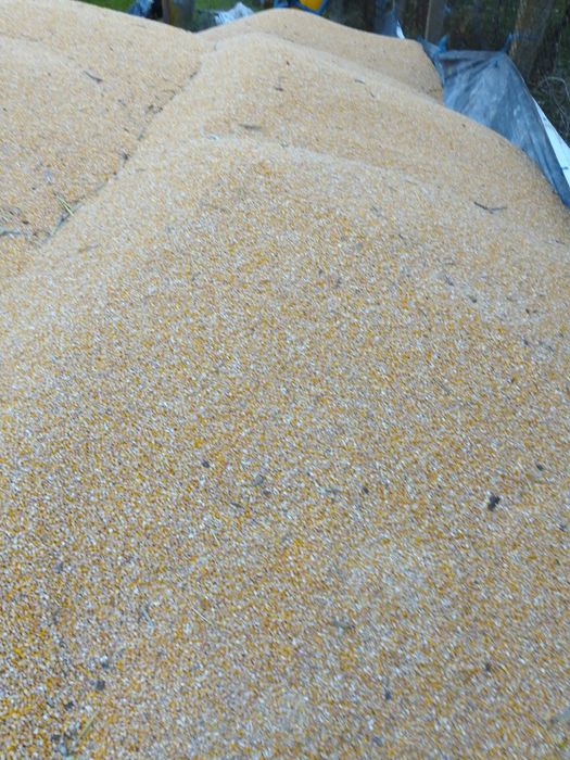 Porumb producție 2025