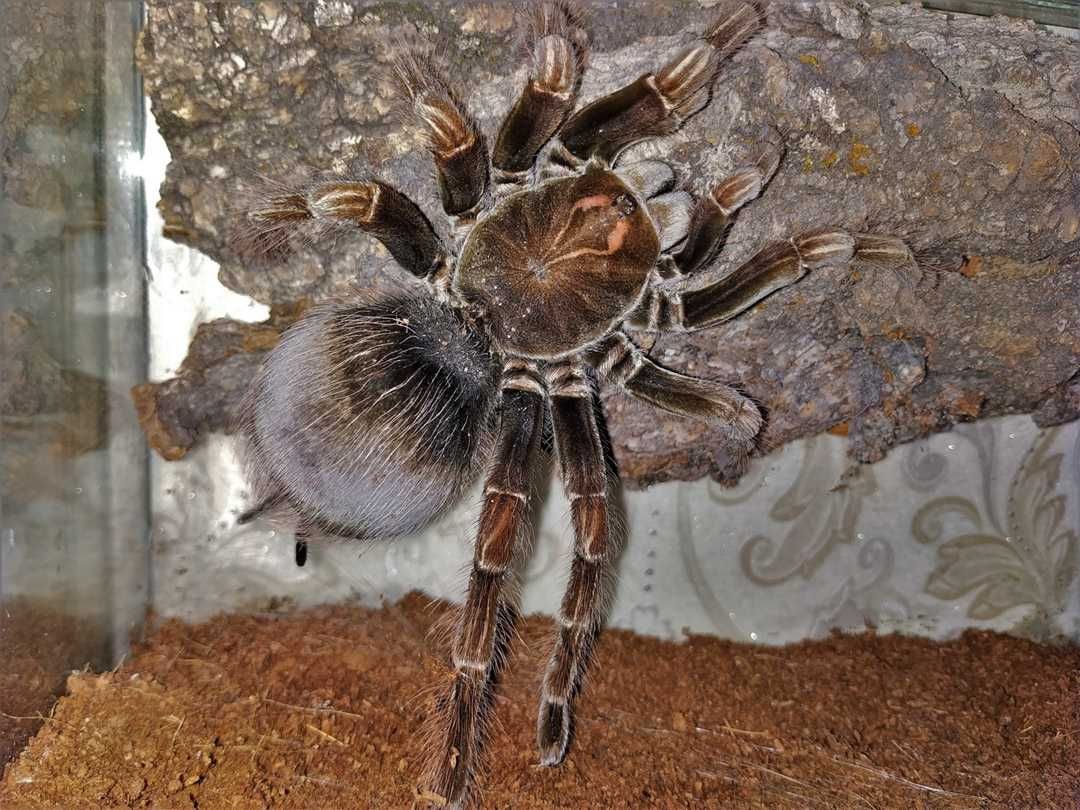 Pamphobeteus platyomma \ Паук-птицеед (Самка)
