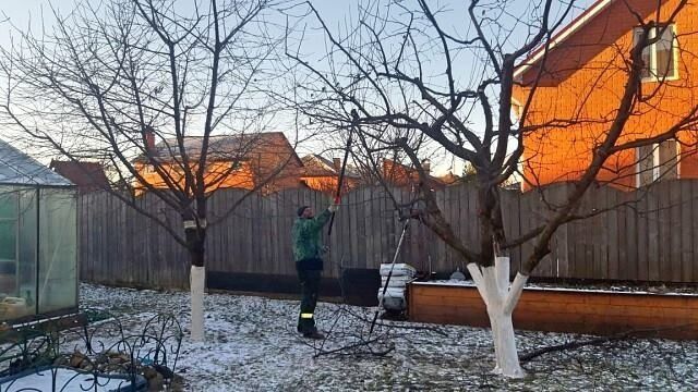 Обрезка Хвойных и Плодовых Деревьев и Опрыскивание ! Шымкент!