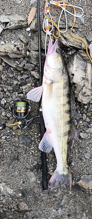 Спининг въдица Filstar Black Shadow и макара Shimano Sahara 2500