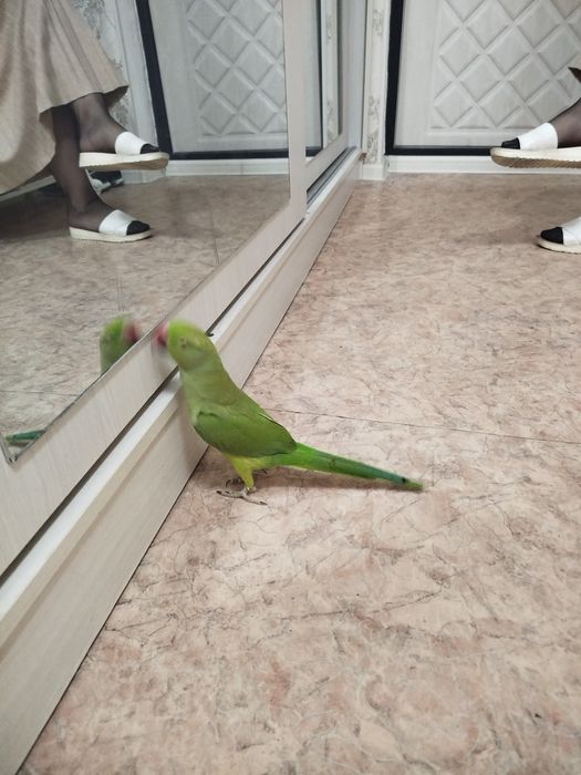 Продам ожерелового попугая