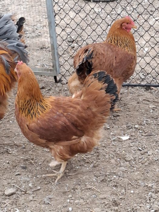 Vând familie găini New Hampshire 8+1