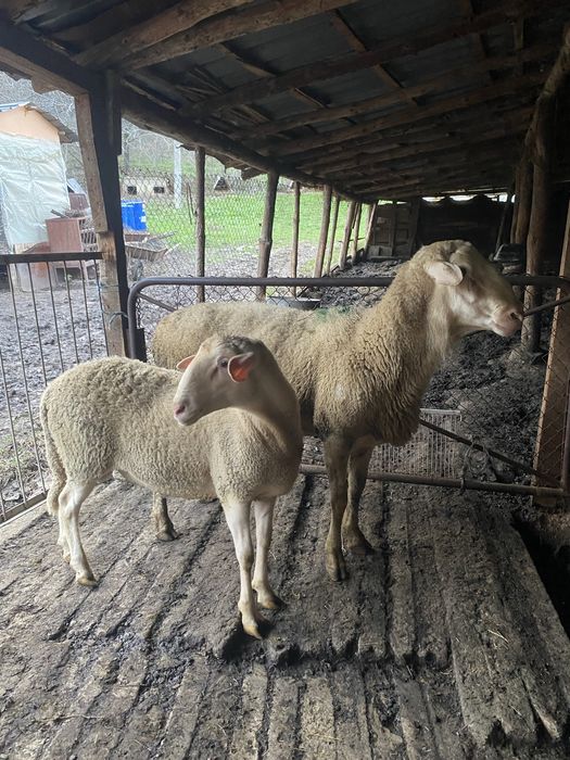 Продавам 2 коча Лакон