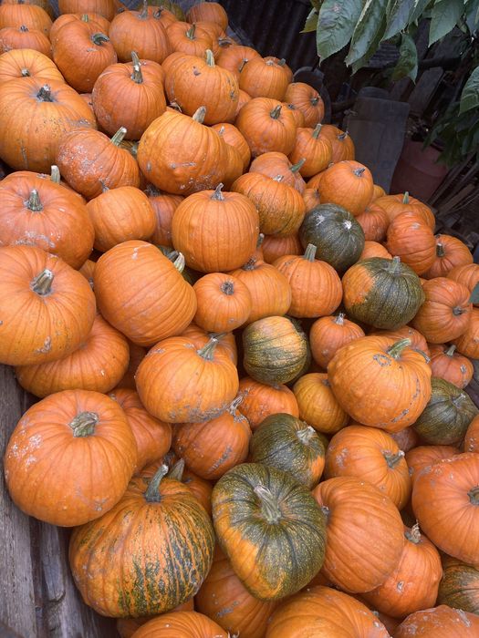 Dovlecii de Halloween si turcesti