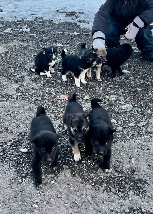 Күшіктер / щенки