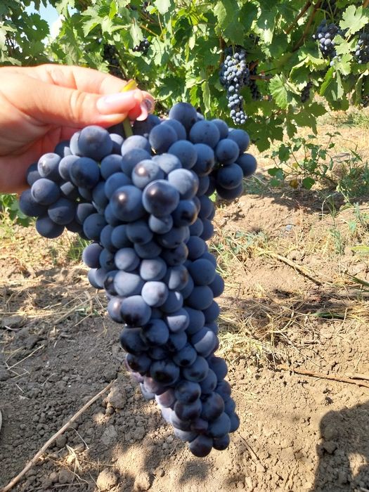 Struguri negri merlot