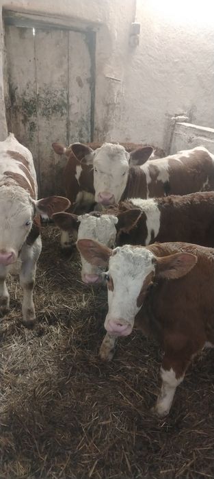 Vand vitei baltata românească