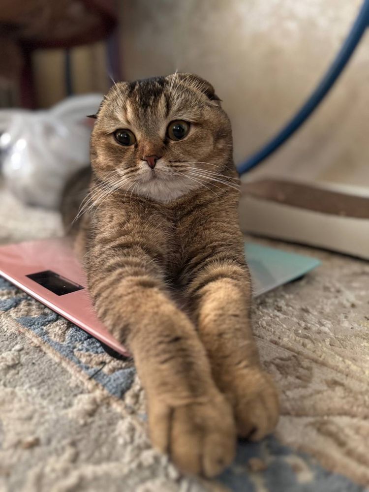 Шотландские котята продаются