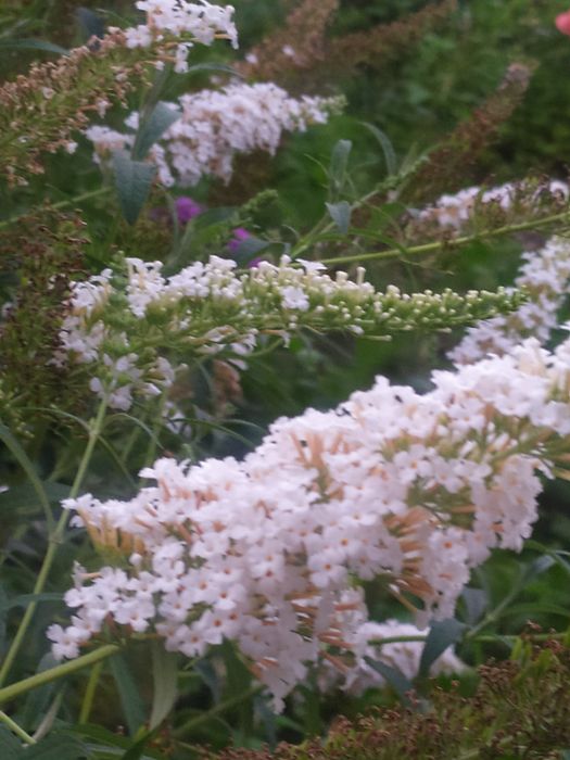 Буддлея и много других цветов для сада