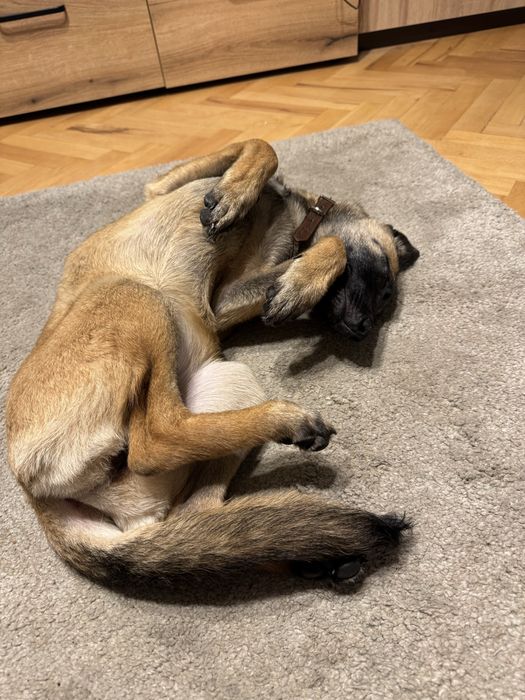 Белгийска овчарка Малиноа