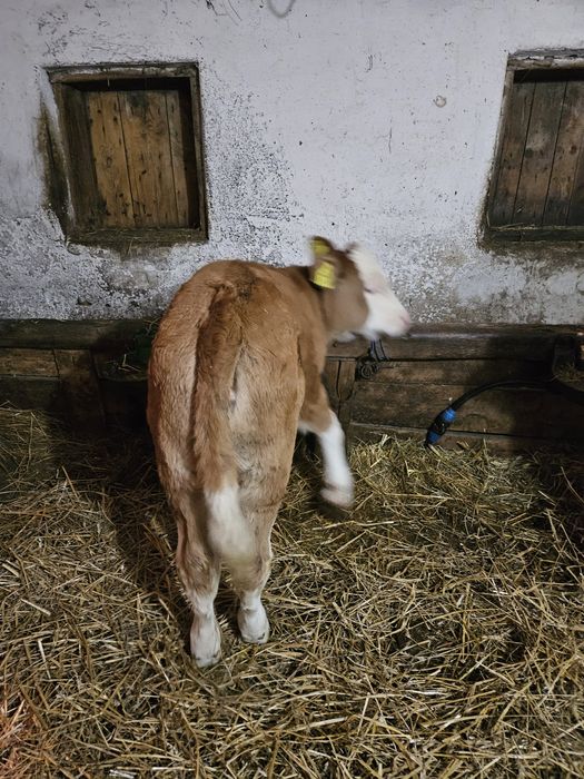 Vindem vitea  de 6 saptamni