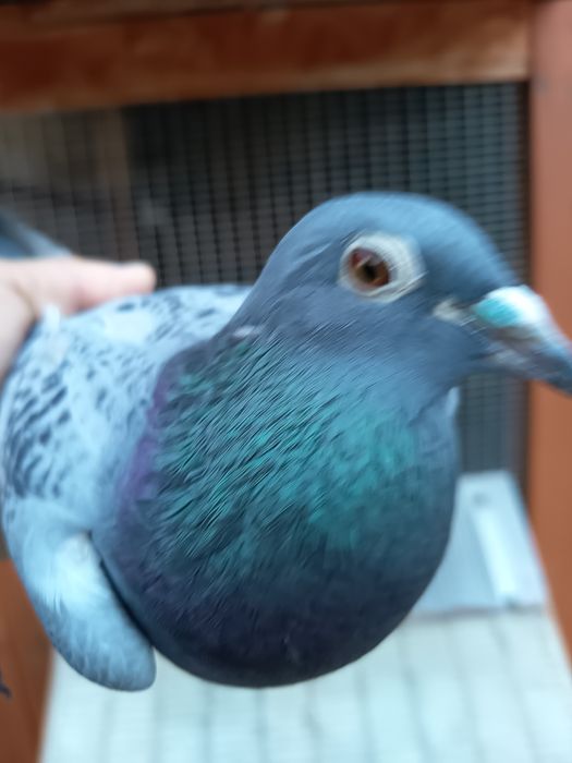 Vand Porumbel Mascul