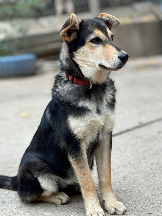 Подарява се сладко кученце