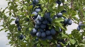 Vând prune de țuică