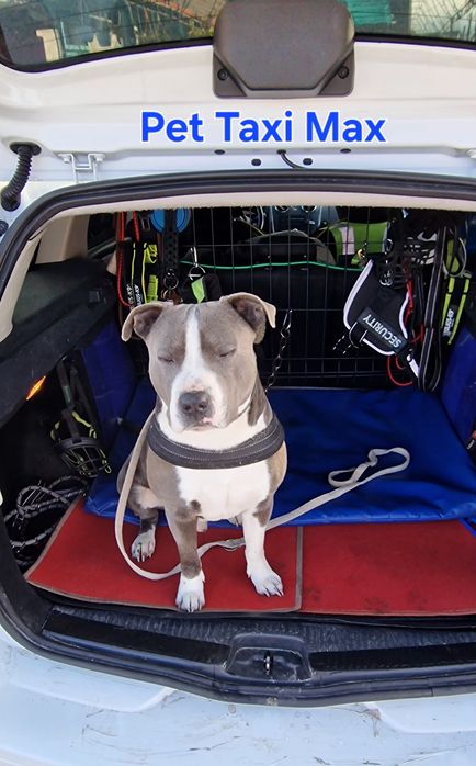 Animale de companie - TRANSPORT