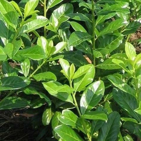 Prunus Laurocerasus / Laur englezesc / Gard viu vesnic verde
