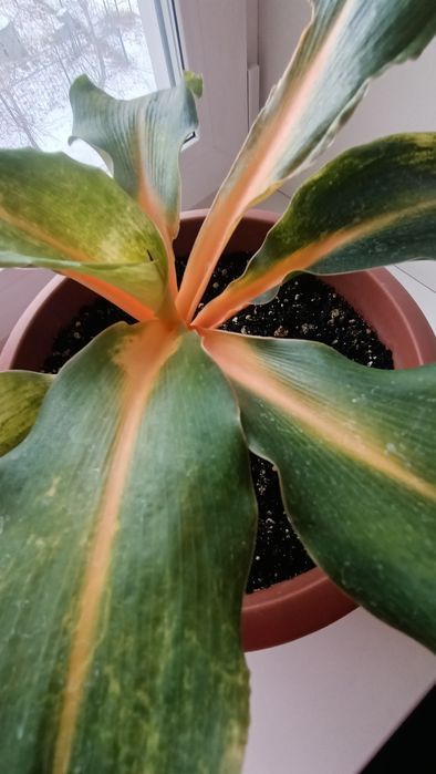 Хлорофитум Green Orange