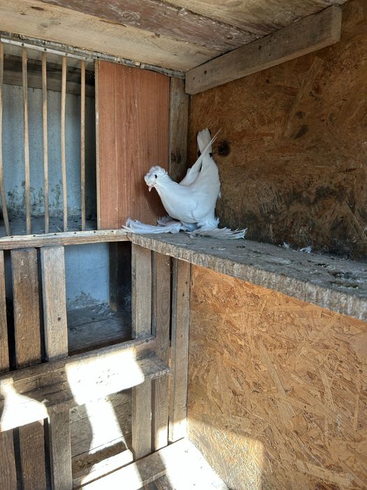 Tobosari germani+takla+breji