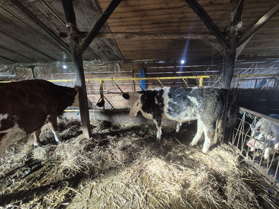 Vitei de carne bună