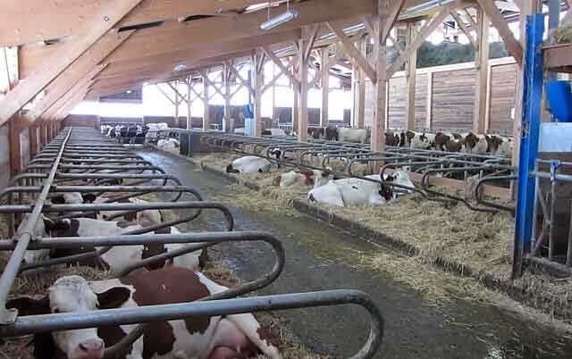 Продаю шикарную ферму
Которому нет аналогов в Узбекистане
Туйтепа