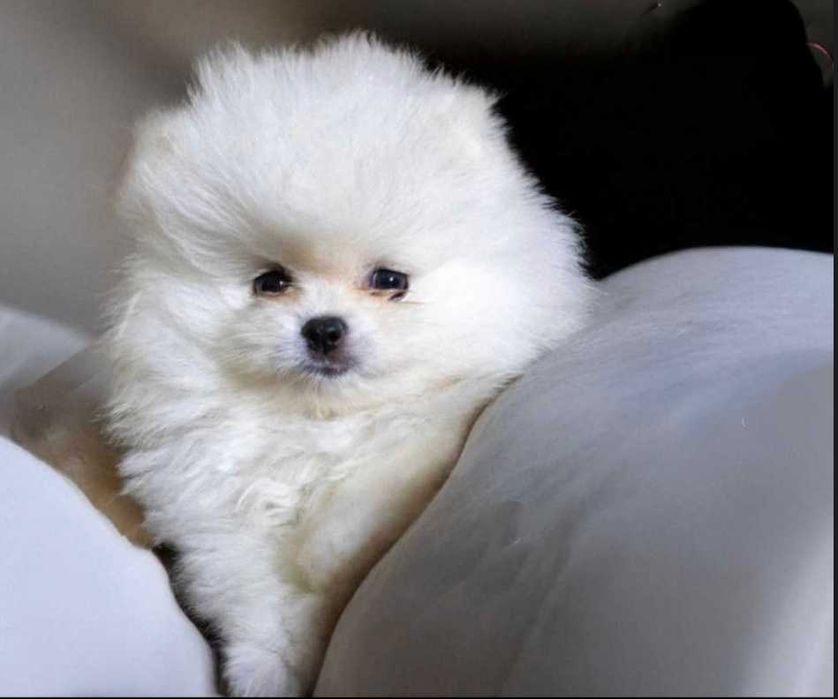 Померан мъжко и женско