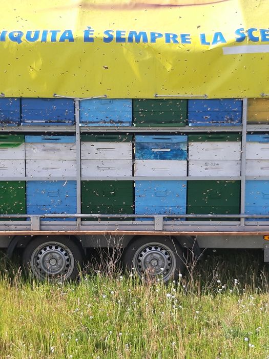 Vând cutii de stupi