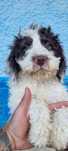 Lagotto Romagnolo