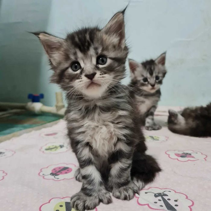 Мейн кун котятки