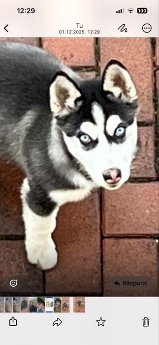 Catelusă husky 3 luni