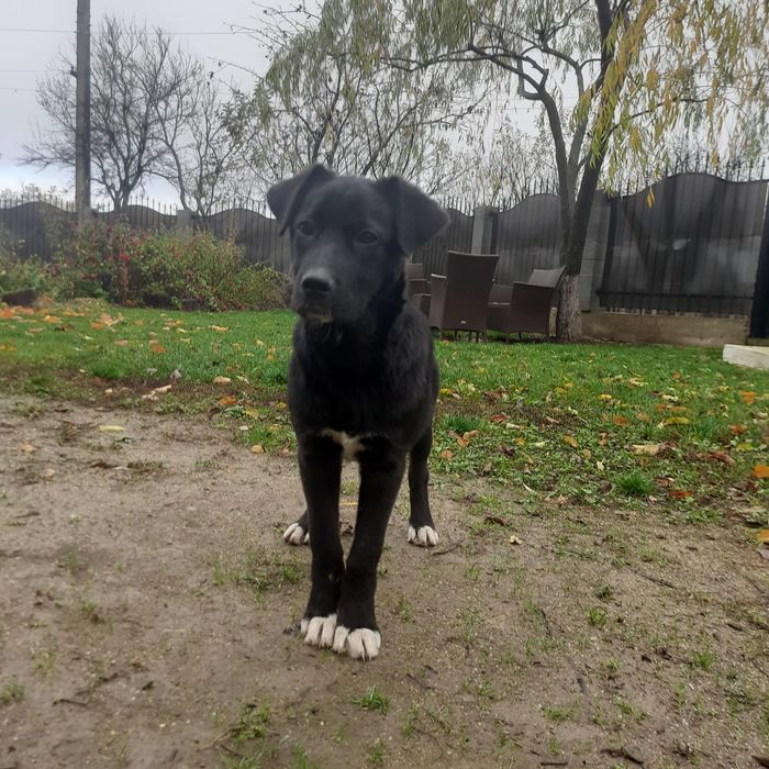 Cățeluș spre adopție