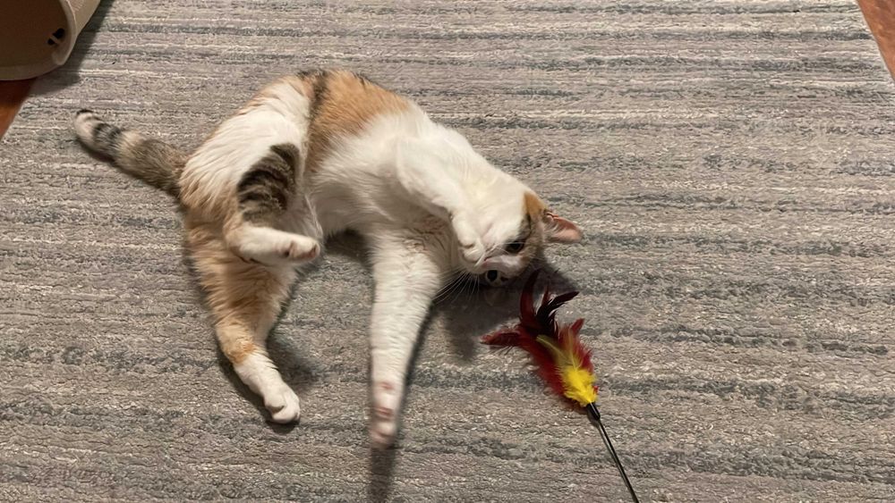 Cleo, pisicuta sterilizata pentru adoptie