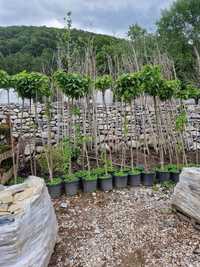 Catalpa  plante  ornamentale