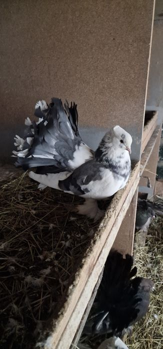 Porumbei voltati indinei