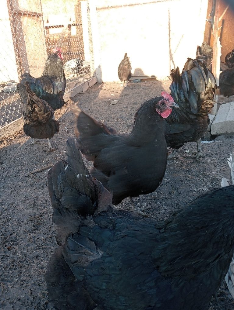 Ouă de australorp negru