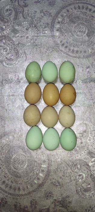 Зотдор тухумлар.