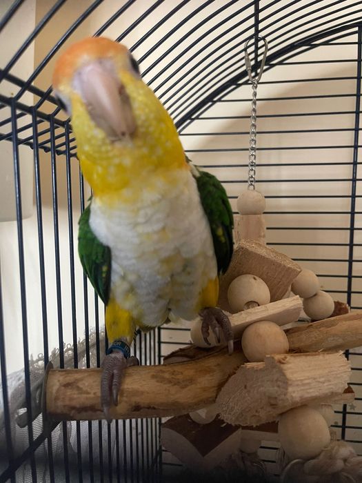 Pereche papagali caique