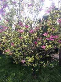 Magnolia Grandiflora  Plante