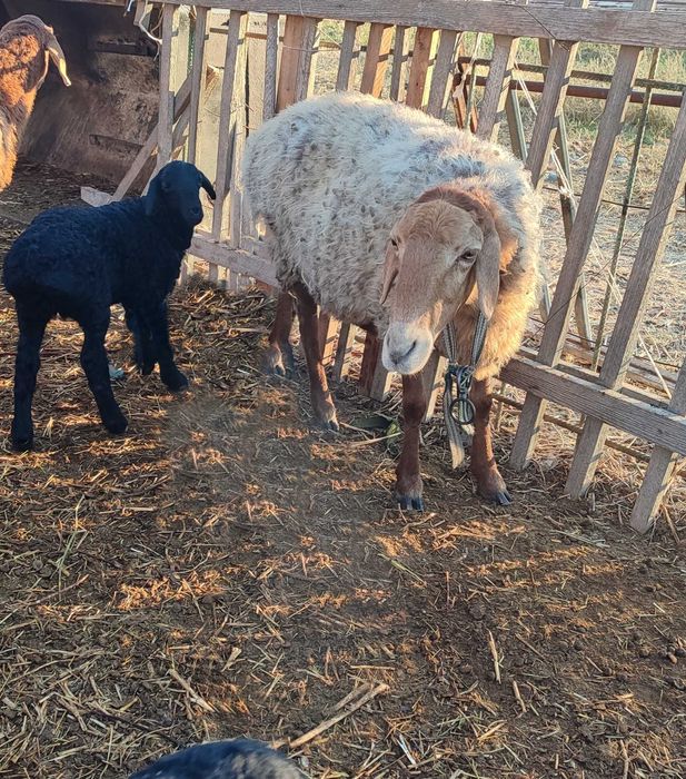 ana bola qoʻy sotiladi