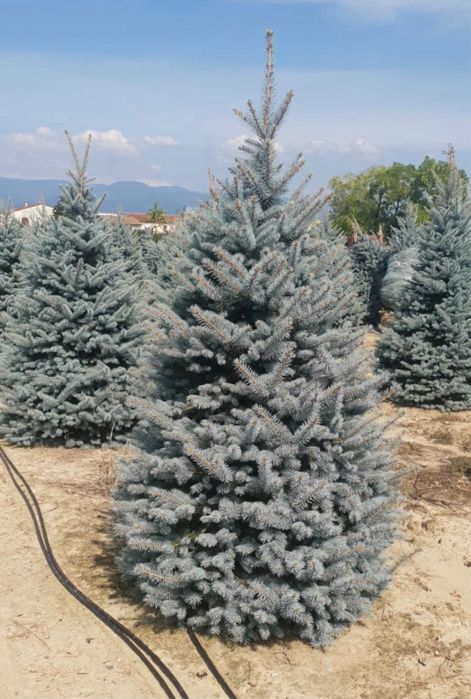 Brazii argintii/verzi,dif inaltimi dif specii de plante