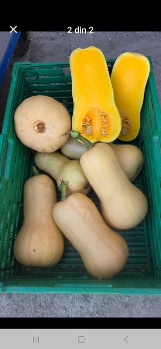 Dovleac placintar Matilda F1 și Waltham Butternut