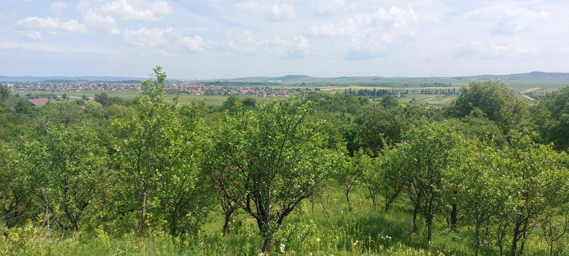 Vând teren în Cheia 2000 mp,14e/mp