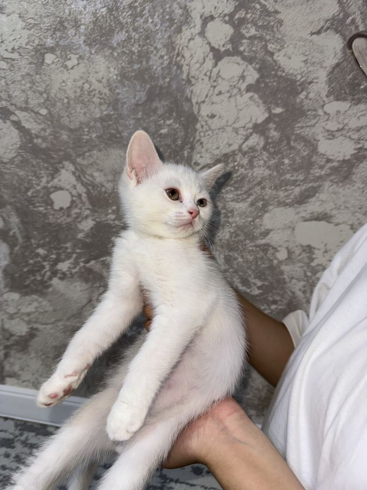 Скоттиш страйт мальчик разными глазами 3 месяца