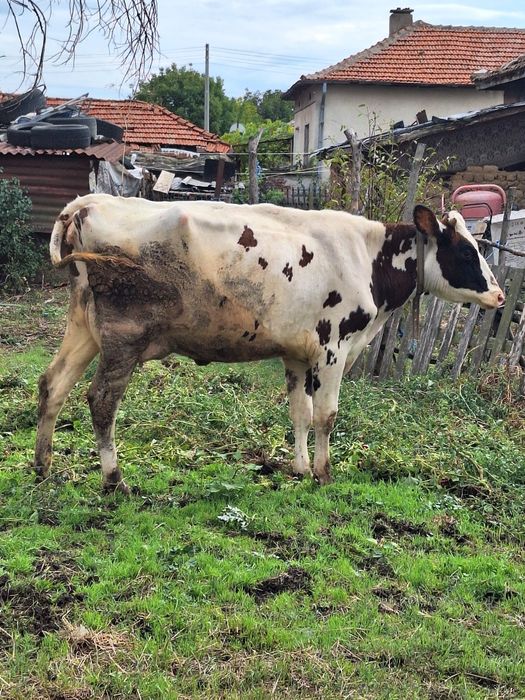 Продавам 2 юници холщайн
