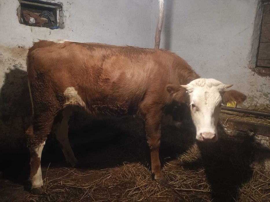 Vând jurinca de un an jumate