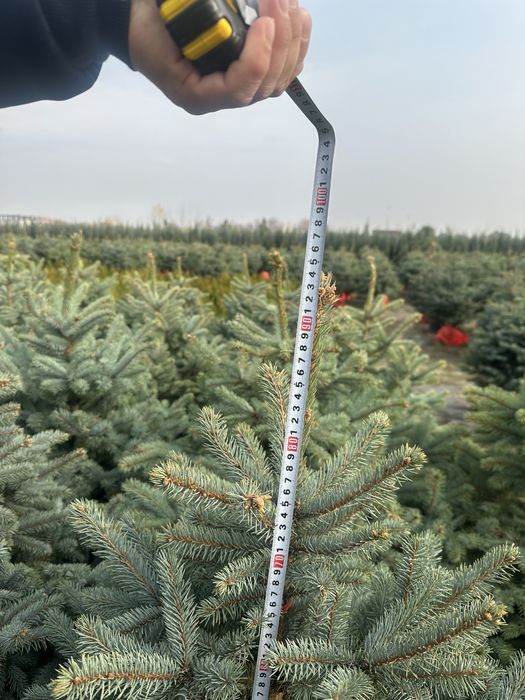 Голубой Елка. Елка. Елка. Голубая Ел