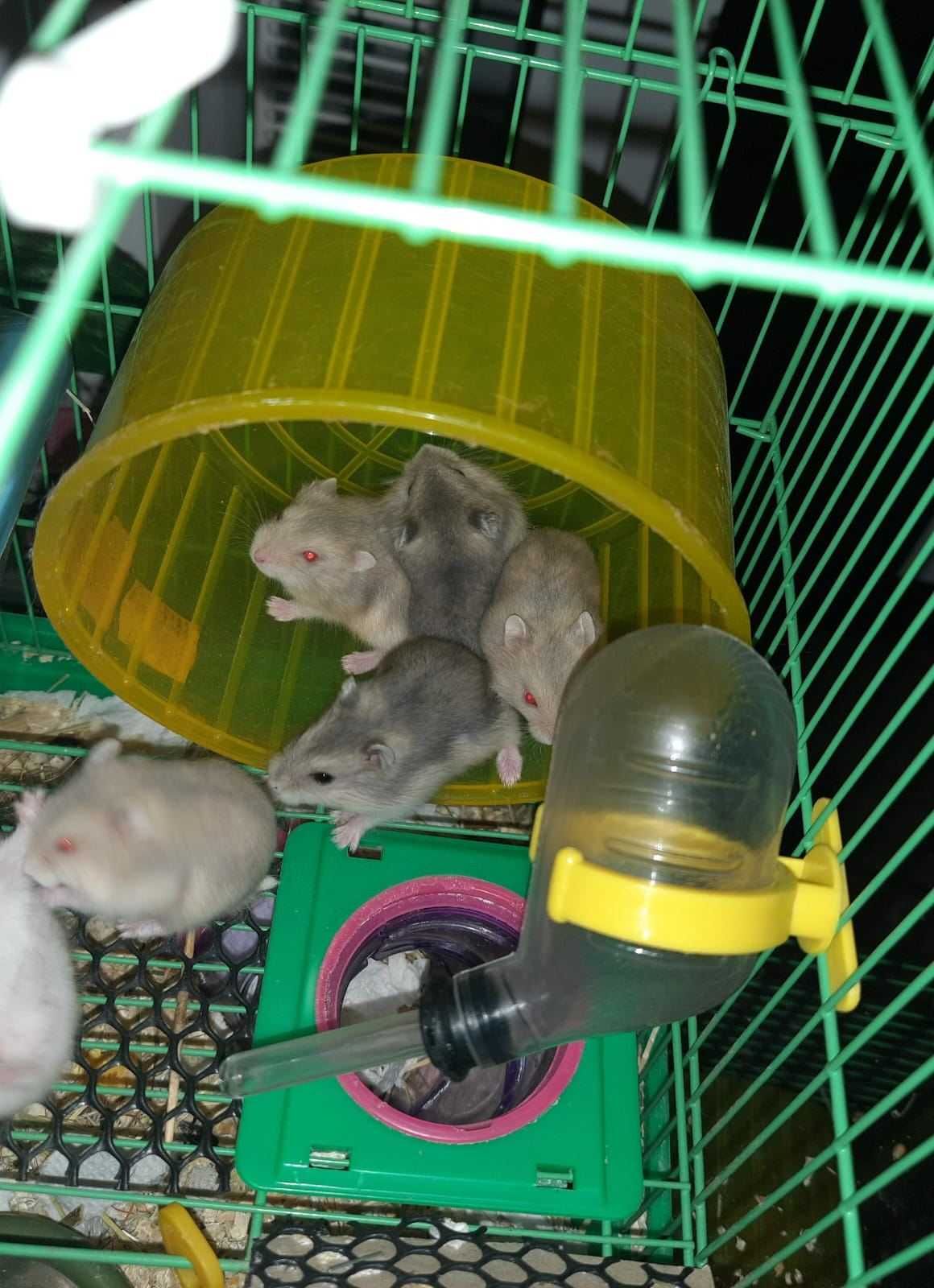 Donez Hamsteri - Pitici Asiatici & Siberieni